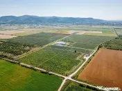 BUSINESS DE VANZARE Plantatie de afin din Romania 