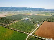 BUSINESS DE VANZARE Plantatie de afin din Romania