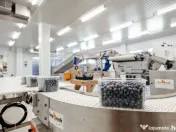 BUSINESS DE VANZARE Plantatie de afin din Romania 