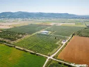 BUSINESS DE VANZARE Plantatie de afin din Romania 