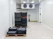 BUSINESS DE VANZARE Plantatie de afin din Romania 