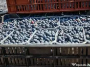 BUSINESS DE VANZARE Plantatie de afin din Romania 