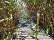 Vila la Lacul Snagov deschidere 21 ml, ponton propriu 