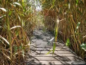 Vila la Lacul Snagov deschidere 21 ml, ponton propriu 