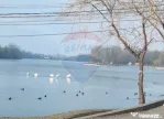 Vanzare Teren 625mp Mogosoaia / Strada Livezilor