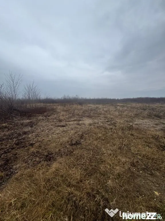 Teren extravilan Bușag 82 ari, plan drept, lângă Lăpuș, - Tautii Magheraus (Maramures)