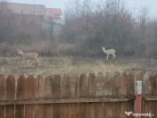 AZURA Imobiliare - Casa la cheie Mosoaia - pret de aparta... 