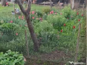 Casa, cocheta, situata pe o strada linistita, la 10 km de Pl 