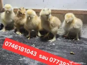 Pui moțați si încălțați 