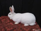 Femele hycole francez! 