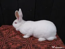 Femele hycole francez!