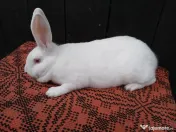 Femele hycole francez! 