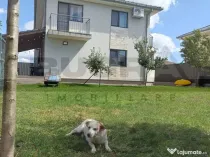 Casa individuala la cheie, Jucu