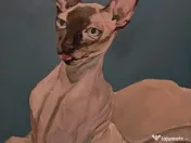 Tablouri personalizate cu animale - Pictate manual după poza ta 