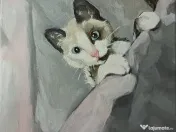 Tablouri personalizate cu animale - Pictate manual după poza ta 