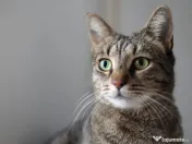 Pisic Tom salvat de la abandon își caută familie 