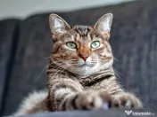 Pisic Tom salvat de la abandon își caută familie 