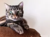 Pisic Tom salvat de la abandon își caută familie 