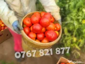 Rasaduri Legume: Rasad de Rosii, Castraveti, Vinete, Ardei, Aromatice 