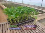 Rasaduri Legume: Rasad de Rosii, Castraveti, Vinete, Ardei, Aromatice 