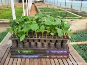 Rasaduri Legume: Rasad de Rosii, Castraveti, Vinete, Ardei, Aromatice 