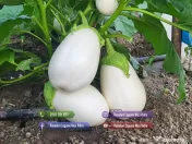 Rasaduri Legume: Rasad de Rosii, Castraveti, Vinete, Ardei, Aromatice 