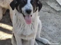 Donez catelusa talie medie 5 luni