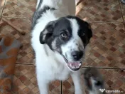 Donez catelusa talie medie 5 luni 