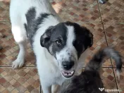 Donez catelusa talie medie 5 luni 