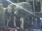 Plante ornamentale premium 