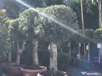 Plante ornamentale premium