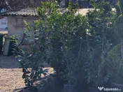 Plante ornamentale premium 