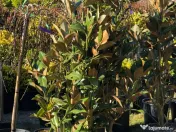 Plante ornamentale premium 