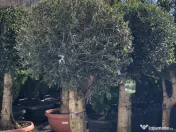 Plante ornamentale premium 