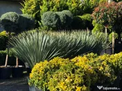 Plante ornamentale premium 