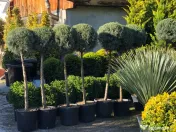 Plante ornamentale premium 