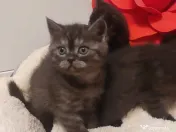 Pisici British Shorthair 