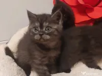 Pisici British Shorthair