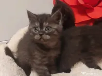 Pisici British Shorthair