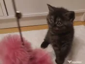 Pisici British Shorthair 