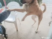 Fetița rasa Kangal 