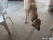 Fetița rasa Kangal 