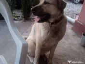 Fetița rasa Kangal 