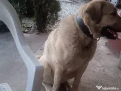 Fetița rasa Kangal 