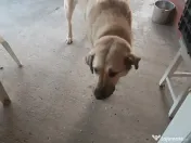 Fetița rasa Kangal 