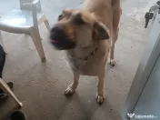 Fetița rasa Kangal 