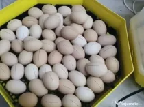 Ouă incubat rasă australorp Suceava