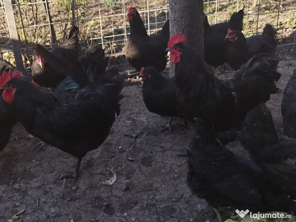 Ouă incubat rasă australorp Suceava