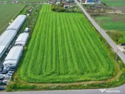 Teren intravilan 7.811 mp | Ciolpani, Ilfov | Acces drum pub 