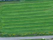 Teren intravilan 7.811 mp | Ciolpani, Ilfov | Acces drum pub 